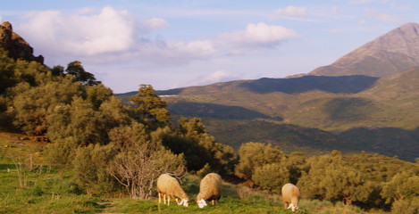 kabylie...campagne