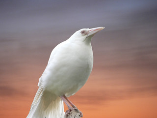 albino magpie