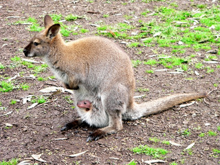 red necked wallaby with joey