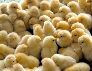 a group of chick