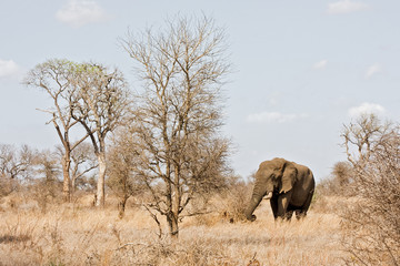 Fototapeta premium Elephant