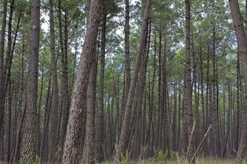 Obraz premium Pine trees.