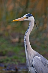 Grey heron