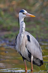 Fototapeta premium Grey heron