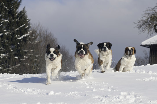 Vier Bernhardiner laufen fröhlich im Neuschnee