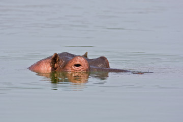 Fototapeta premium Hippopotamus