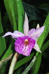 purple orchid flowers in the parks