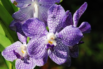 purple orchid flowers in the parks