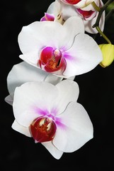 Fototapeta na wymiar purple butterfly orchid flowers in the park