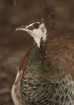 Indian Peafowl (female) or Peahen