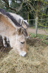 Fototapeta premium Two winter horses