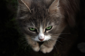 cat
