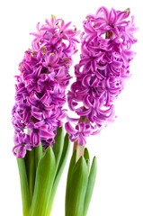 purple Hyacinths