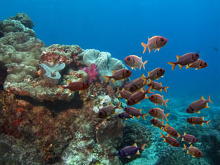 Flindersfish