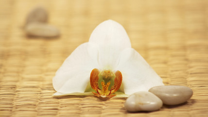 Orchideen Blüte mit Steinchen