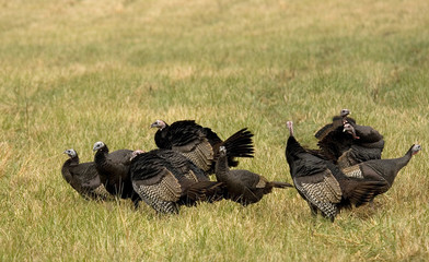 Turkeys in a field