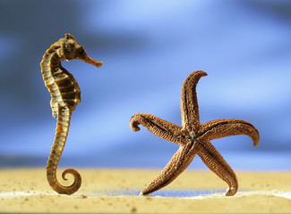 sea horse © nastazia