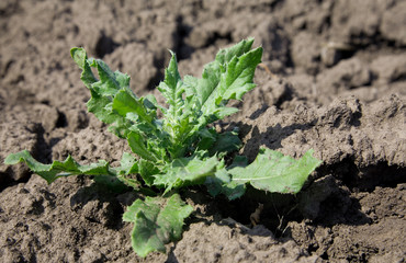 Cirsium arvense plant growing from the ploughed land