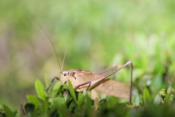 Grasshopper
