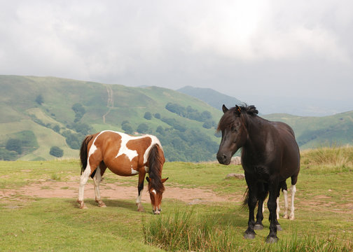 Chevaux des Pyr&eacute;n&eacute;es