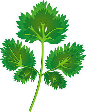 1 286 Best Coriandre Images Stock Photos Vectors Adobe Stock