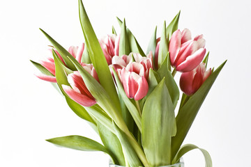 TULIP BOUQUET