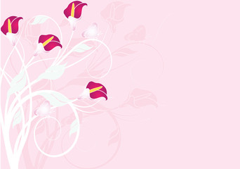Fototapeta na wymiar arum floral sur fond rose