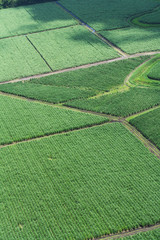 Foto aerea de cultivo de ca&ntilde;a de az&uacute;car 5