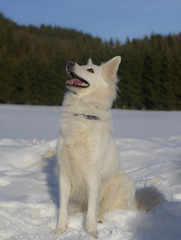 Obraz premium Hans-guck-in-die-Luft