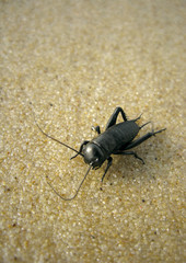 insecte