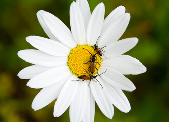 Obraz premium Three small bugs on a camomile