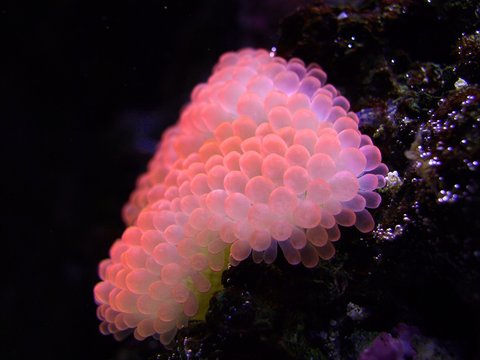 Kupferanemone