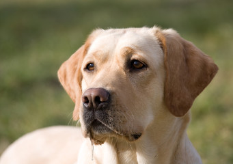 labrador retriever