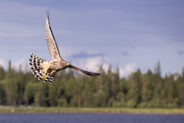 Hawk (goshawk) in flight