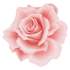 Isolated Pink Rose - obrazy, fototapety, plakaty