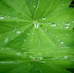 Wassertropfen auf einem Blatt mit Wasserspiegelung