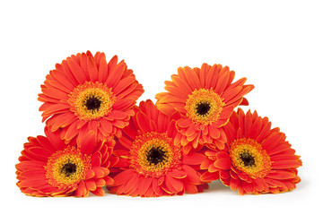 Stack of Five Bright Gerber Daisies (isolated on white)