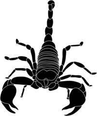 vector - color scorpion isolated on white background