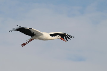Fototapeta na wymiar Flyng Bocian biały (Ciconia ciconia)