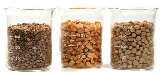 wheat, corn, soy seeds grain