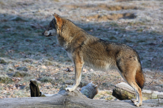 Eurasischer Wolf