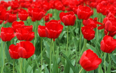 Obraz premium Red tulips on flowerbed