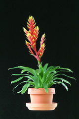 Red Bromeliad in clay pot on black background