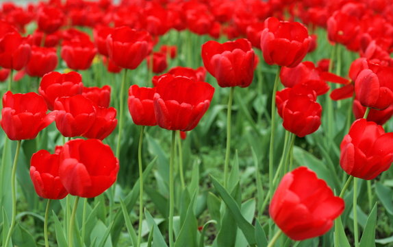 Red tulips on flowerbed