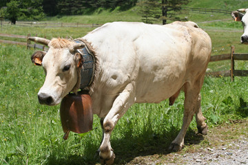 Obraz premium Vache de montagne