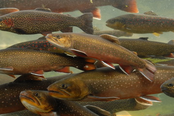 Obraz premium trout