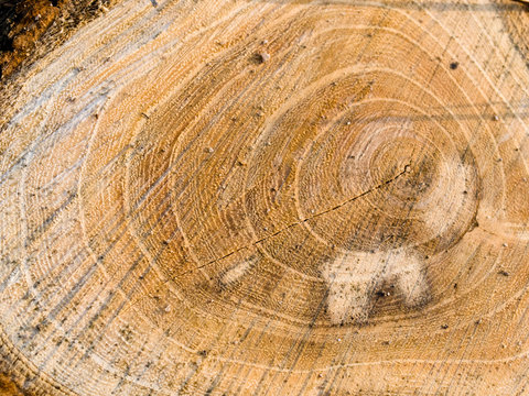Cut trunk texture