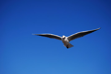 Möwe
