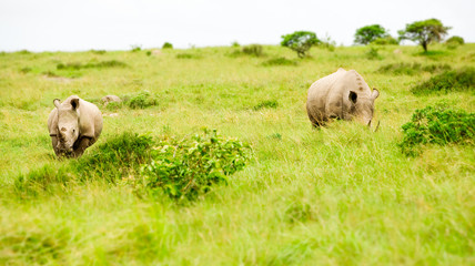 two rhinos in savanna