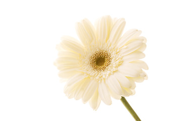 beautiful white daisy